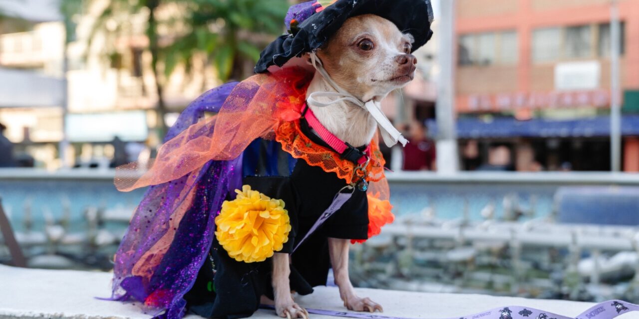 HUELLITAS DEL MICTLÁN LLENÓ DE COLOR Y TRADICIÓN EL PARQUE REFORMA