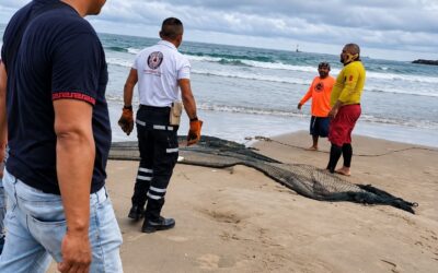 Un cocodrilo en Barra Norte: el encuentro con la vida silvestre en una playa de Tuxpan