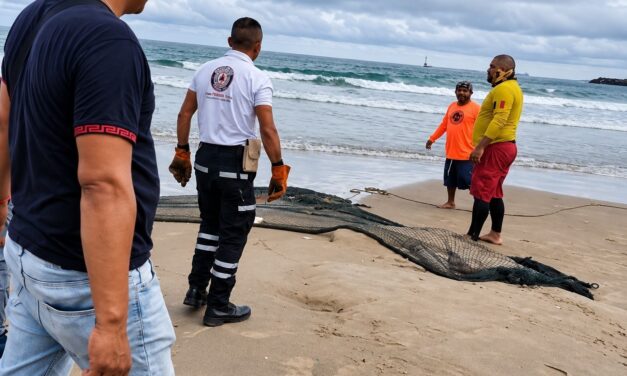Un cocodrilo en Barra Norte: el encuentro con la vida silvestre en una playa de Tuxpan